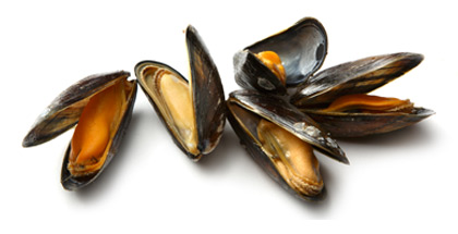 Open, cooked PEI mussels